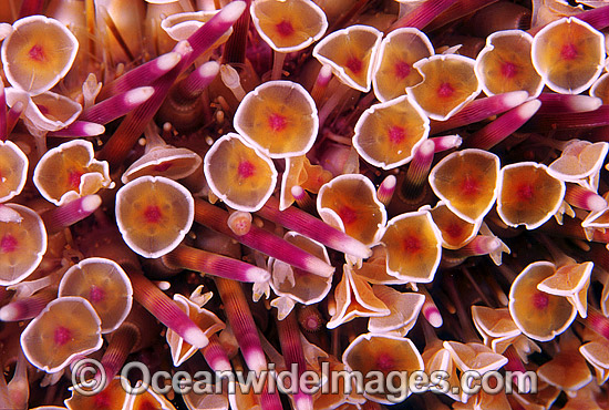 Flower Sea Urchin Toxopneustes pileolus photo Flower Sea Urchin Toxopneustes pileolus photo