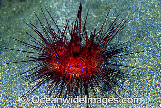 Fire Urchin Astropyga radiata photo Fire Urchin Astropyga radiata photo