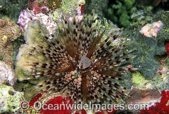 Sea Urchin Echinothrix calamaris photo