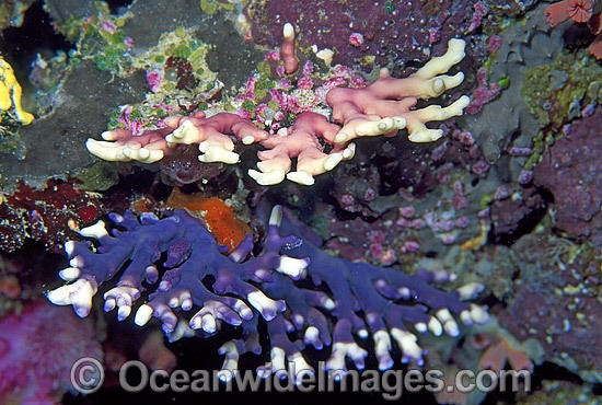 Lace Coral (Distichopora violacea). Great Barrier Reef, Queensland, Australia Photo - Gary Bell