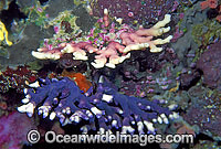 Lace Coral Distichopora violacea Photo - Gary Bell