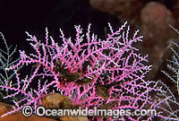 Lace Coral Great Barrier Reef Photo - Gary Bell