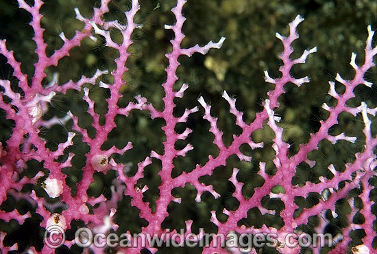 Lace Coral (Stylaster sp.). Great Barrier Reef, Queensland, Australia Photo - Gary Bell