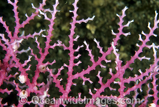 Lace Coral Great Barrier Reef photo Lace Coral Great Barrier Reef photo
