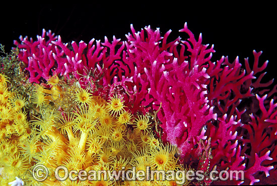 Lace Coral (Distichopora sp.) and Yellow Zoanthids (Parazoanthus sp.). Doubtful Sound, New Zealand Photo - Gary Bell Lace Coral (Distichopora sp.) and Yellow Zoanthids (Parazoanthus sp.). Doubtful Sound, New Zealand Photo - Gary Bell