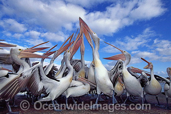 Australian Pelicans eager for a feed photo Australian Pelicans eager for a feed photo