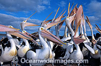 Australian Pelicans eager for a feed Photo - Gary Bell