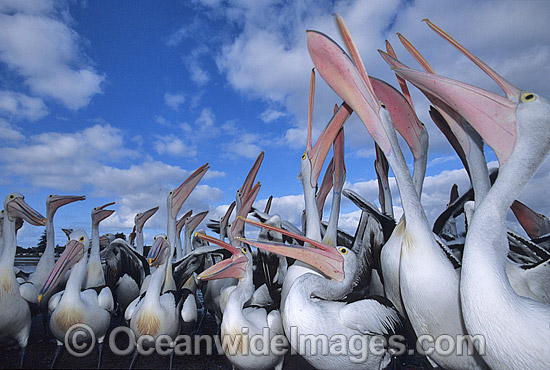 Australian Pelicans eager for a feed photo