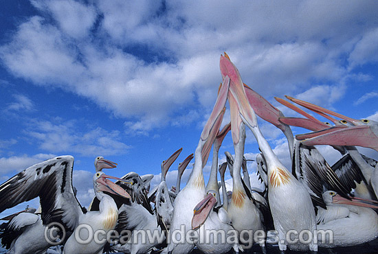 Australian Pelicans photo Australian Pelicans photo