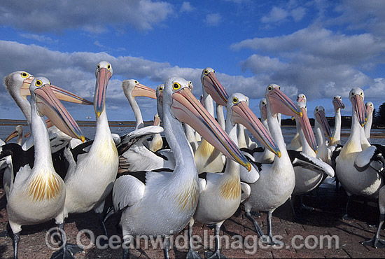 Australian Pelicans photo Australian Pelicans photo