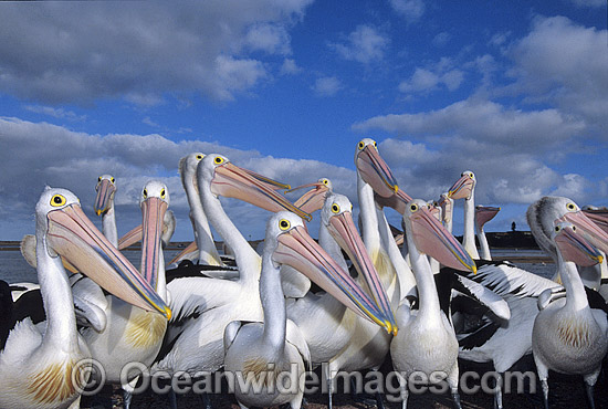 Australian Pelicans photo Australian Pelicans photo
