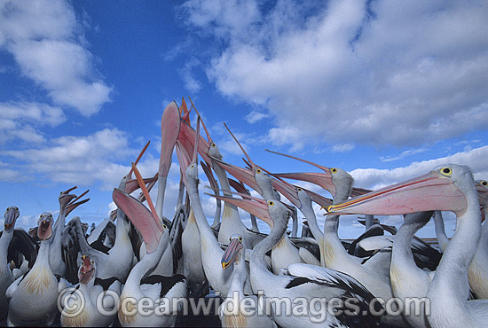 Australian Pelicans eager for a feed photo Australian Pelicans eager for a feed photo