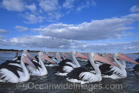 Australian Pelicans Pelecanus conspicillatus photo
