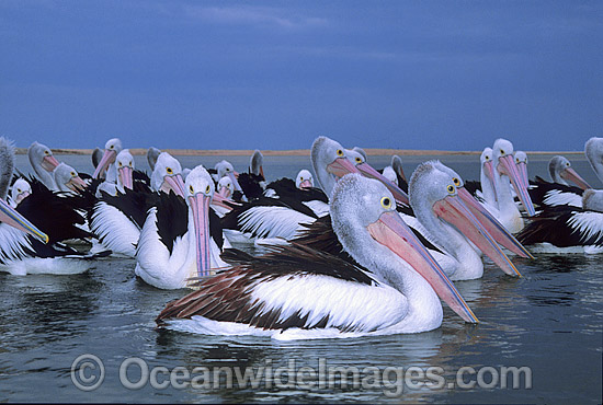 Australian Pelicans Pelecanus conspicillatus photo