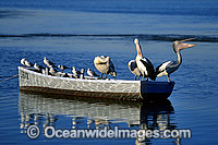 Australian Pelicans on dinghy Photo - Gary Bell