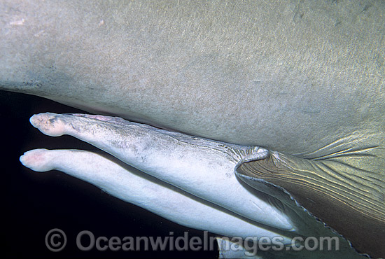 Reproductive claspers of a Grey Nurse Shark photo Reproductive claspers of a Grey Nurse Shark photo