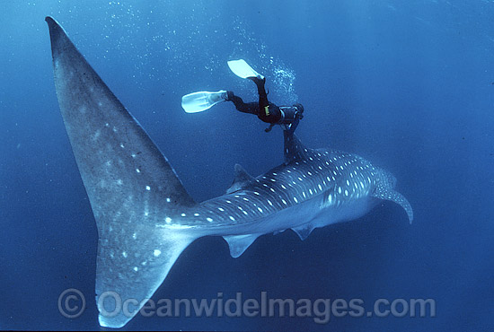 Whale Shark and Diver photo
