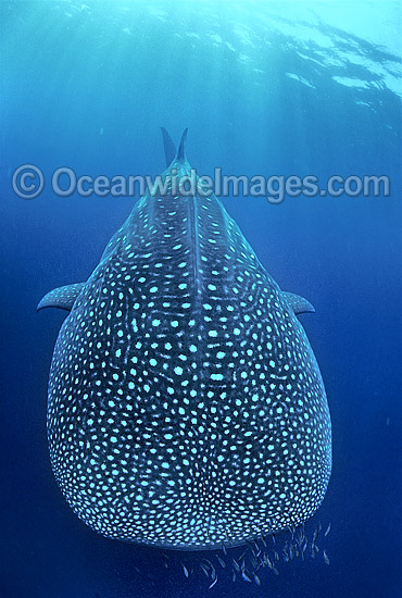 Whale Shark (Rhincodon typus). Ningaloo Reef, Western Australia. Found throughout the world in all tropical and warm-temperate seas. Classified Vulnerable on the IUCN Red List. Photo - Gary Bell