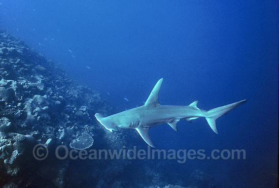 Great Hammerhead Shark (Sphyrna mokarran). Rowley Shoals, Western Australia Photo - Gary Bell Great Hammerhead Shark (Sphyrna mokarran). Rowley Shoals, Western Australia Photo - Gary Bell