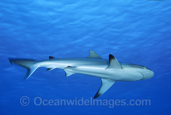 Gray Reef Shark (Carcharhinus amblyrhynchos). Also known as Grey Reef Shark, Black-vee Whaler and Longnose Blacktail Shark. Great Barrier Reef, Queensland, Australia. Found throughout tropical Indo-West and Central Pacific. Photo - Gary Bell