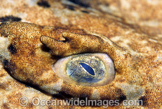 Tasselled Wobbegong Shark eye detail photo Tasselled Wobbegong Shark eye detail photo