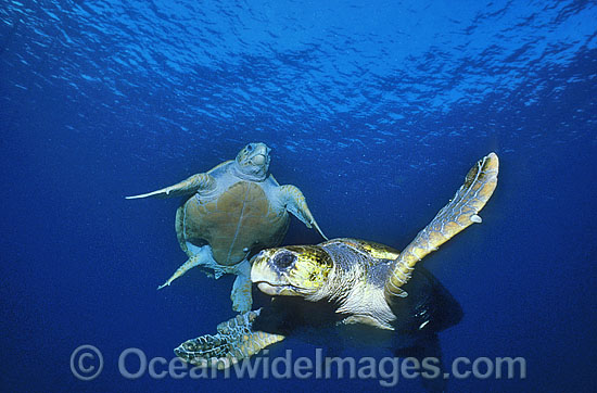 Pair of Green Sea Turtles Chelonia mydas photo