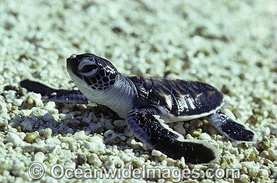 Green Sea Turtle hatchling photo