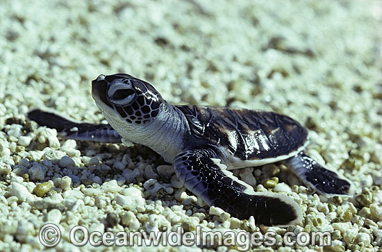 Green Sea Turtle hatchling photo Green Sea Turtle hatchling photo
