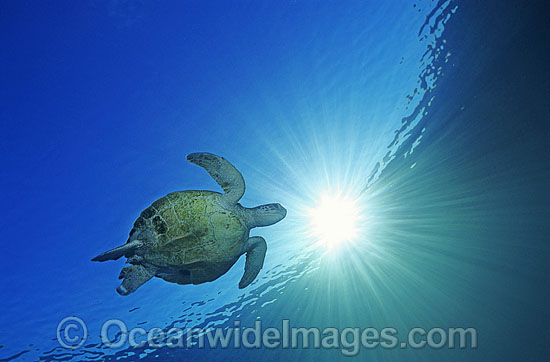 Green Sea Turtle Chelonia mydas photo
