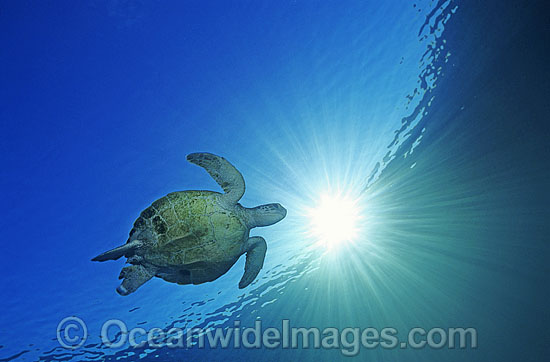 Green Sea Turtle Chelonia mydas photo Green Sea Turtle Chelonia mydas photo