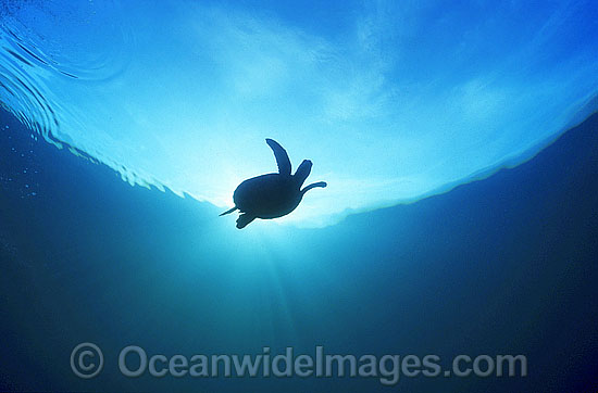 Green Sea Turtle Chelonia mydas photo