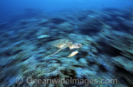 Green Sea Turtle Chelonia mydas photo Green Sea Turtle Chelonia mydas photo