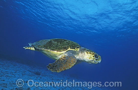 Loggerhead Sea Turtle Caretta caretta photo