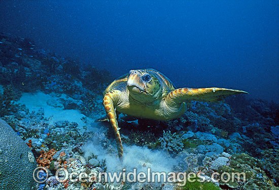 Loggerhead Sea Turtle (Caretta caretta). Great Barrier Reef, Queensland, Australia. Found in tropical and warm temperate seas worldwide. Endangered species listed on IUCN Red list. Photo - Gary Bell