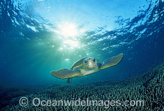 Loggerhead Sea Turtle (Caretta caretta). Heron Island, Great Barrier Reef, Queensland, Australia. Found in tropical and warm temperate seas worldwide. Endangered species listed on IUCN Red list. Photo - Gary Bell Loggerhead Sea Turtle (Caretta caretta). Heron Island, Great Barrier Reef, Queensland, Australia. Found in tropical and warm temperate seas worldwide. Endangered species listed on IUCN Red list. Photo - Gary Bell