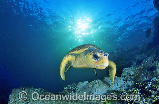 Loggerhead Sea Turtle Caretta caretta photo