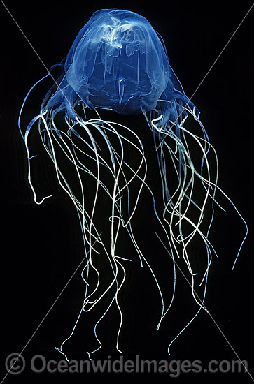 Extremely venomous Box Jellyfish (Chironex fleckeri). Also known as Sea Wasp. Northern Australia Photo - Gary Bell Extremely venomous Box Jellyfish (Chironex fleckeri). Also known as Sea Wasp. Northern Australia Photo - Gary Bell