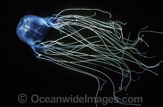 Extremely venomous Box Jellyfish (Chironex fleckeri). Also known as Sea Wasp. Northern Australia Photo - Gary Bell