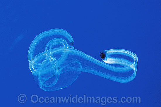 Venus's Girdle Comb Jelly Cestum veneris photo