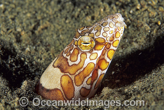Clown Snake Eel Ophichthus bonaparti photo Clown Snake Eel Ophichthus bonaparti photo
