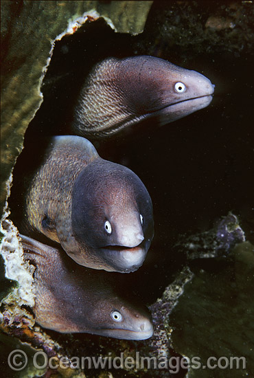 White-eyed Moray Eels (Siderea thyrsoidea). Shark Bay, Western Australia Photo - Gary Bell