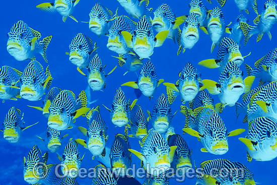 Schooling Diagonal-banded Sweetlips photo Schooling Diagonal-banded Sweetlips photo