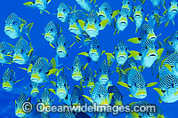 Schooling Diagonal-banded Sweetlips Photo - Gary Bell