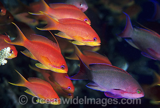 Orange Fairy Basslets and Coral photo