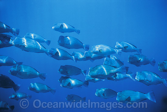 Humphead Parrotfish Bolbometopon muricatum photo Humphead Parrotfish Bolbometopon muricatum photo