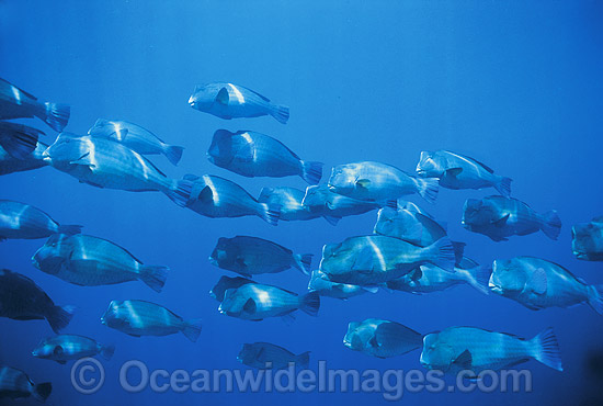 Humphead Parrotfish Bolbometopon muricatum photo