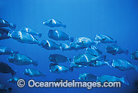 Humphead Parrotfish Bolbometopon muricatum Photo - Gary Bell