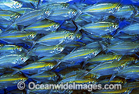 Schooling Ox-eye Scad Selar boops Photo - Gary Bell