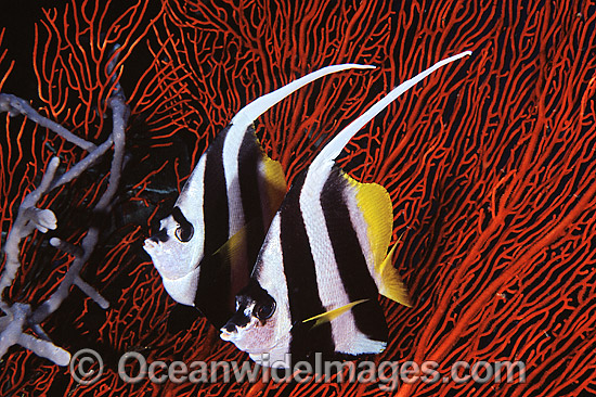 Longfin Bannerfish Heniochus acuminatus photo