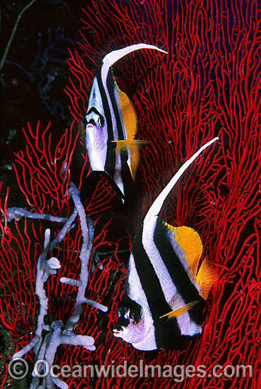 Longfin Bannerfish (Heniochus acuminatus). Also known as Reef Bannerfish. Great Barrier Reef, Queensland, Australia Longfin Bannerfish (Heniochus acuminatus). Also known as Reef Bannerfish. Great Barrier Reef, Queensland, Australia